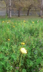 IMG_20160416_173916